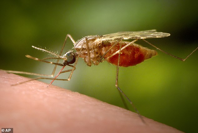The virus is spread by the bites of mosquitoes and, in severe cases, can cause pain in joints so severe that it leaves patients bedridden for months (stock image)