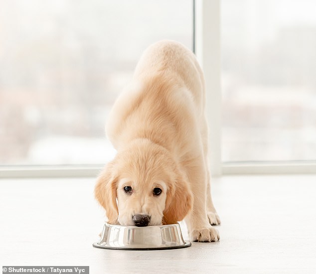 Your pet’s food could pose deadly risks to everyone in your house, experts warn