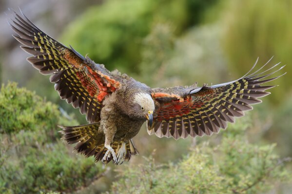 A Kea pictured in Fiordland National Park in New Zealand, Feb. 24, 2024. (Craig McKenzie via AP)