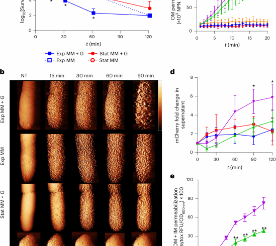 Polymyxin B lethality requires energy-dependent outer membrane disruption