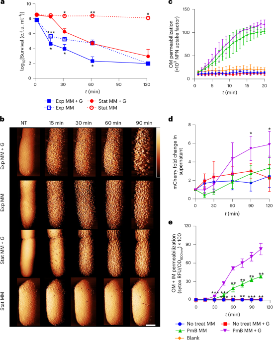 Polymyxin B lethality requires energy-dependent outer membrane disruption