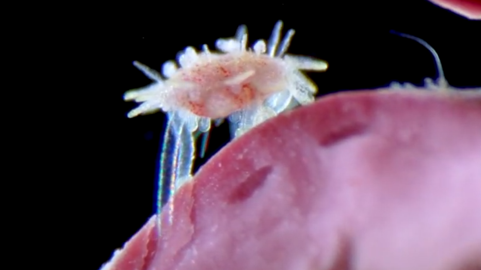 A small juvenile sea urchin crawling on red algae.
