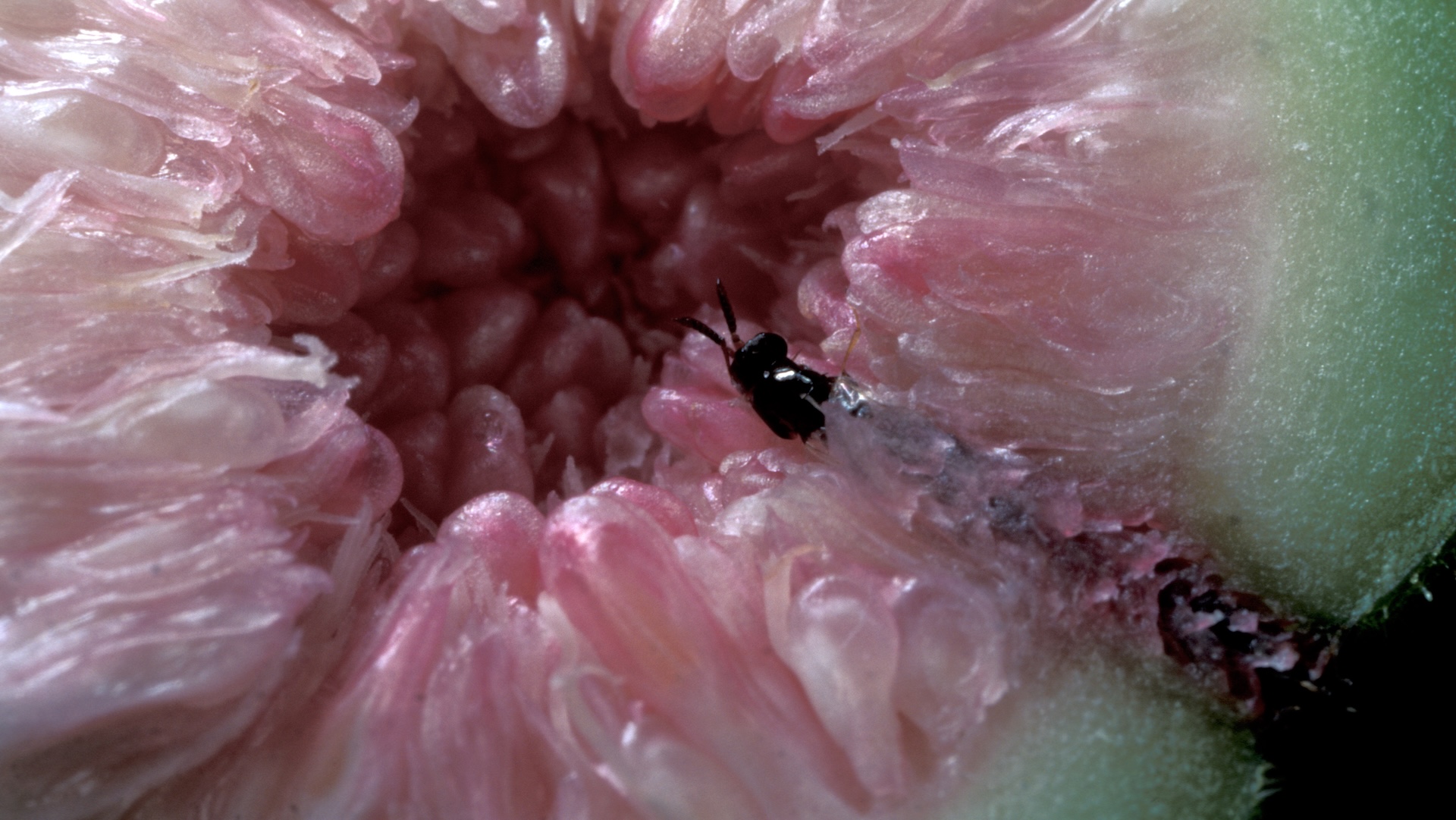 a close-up of a fig wasp burrowed inside a fig