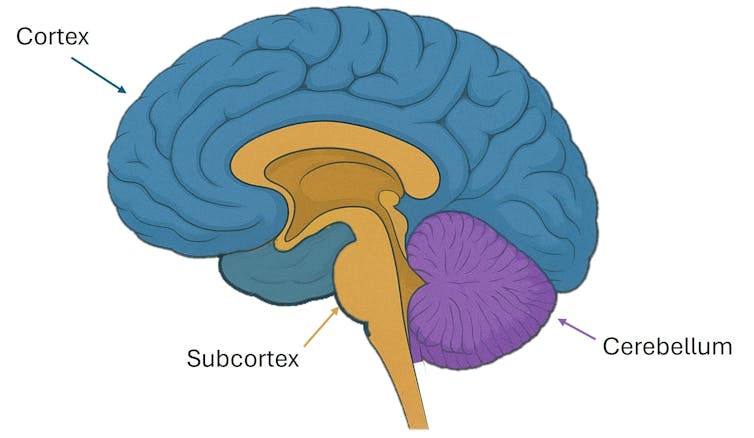 Coloured diagram of the human brain.