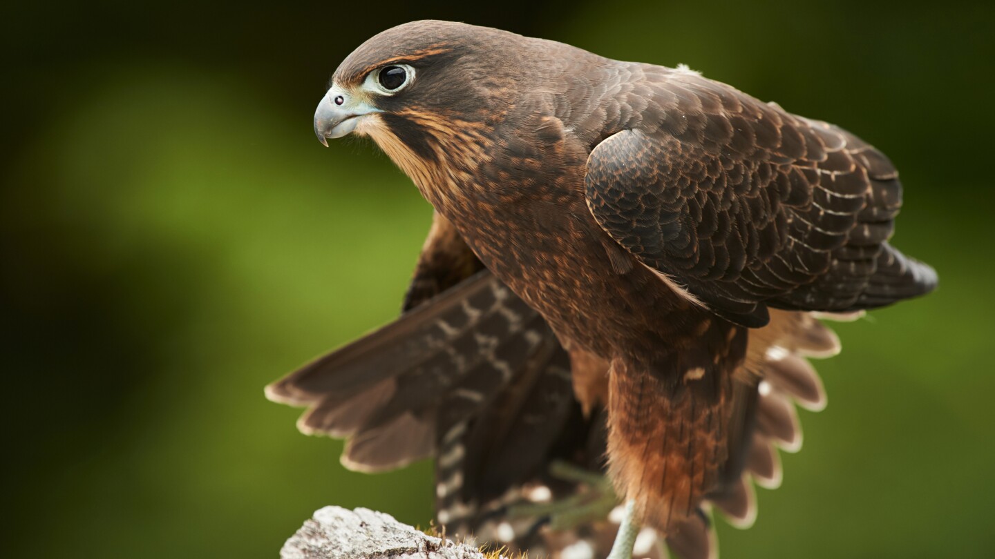 Māori-named kārearea crowned bird of the year in New Zealand poll